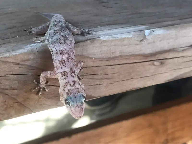 Peninsular Leaf-toed Gecko (Phyllodactylus nocticolus)