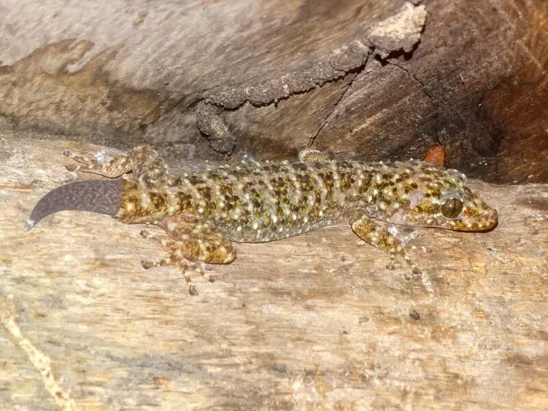 Yellowbelly  Gecko (Phyllodactylus tuberculosus)