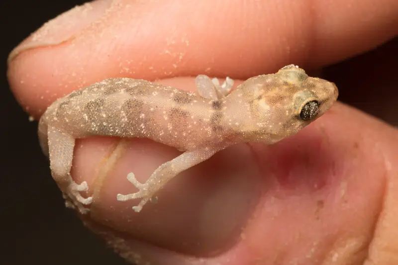 San Lucan  Gecko (Phyllodactylus unctus)