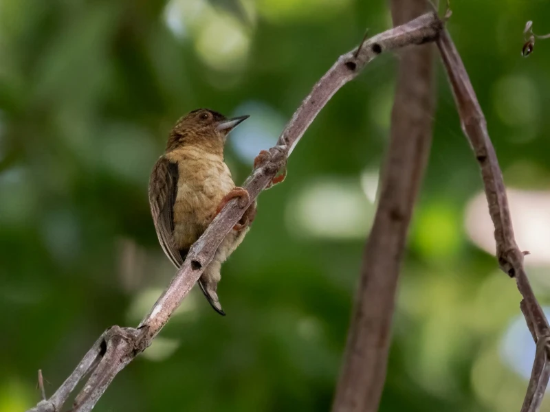 Rusty-necked piculet