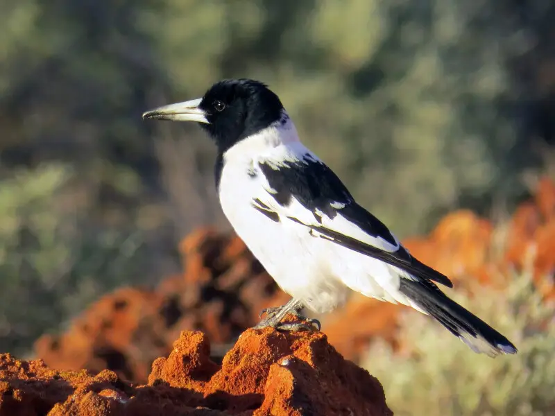 Pied Butcherbird (subsp picatus) at Slate Range (Gibson Desert)