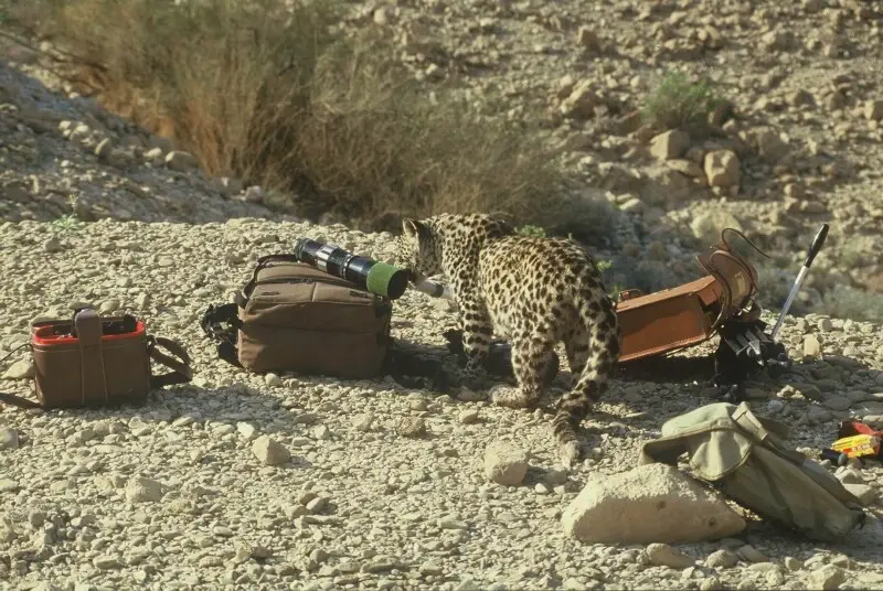 Judean Desert leopard - the leopard Thmt checking our equipment on a cliff copies at Ein Gedi