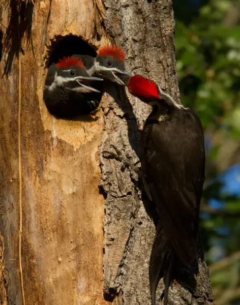 Pileated woodpecker nest