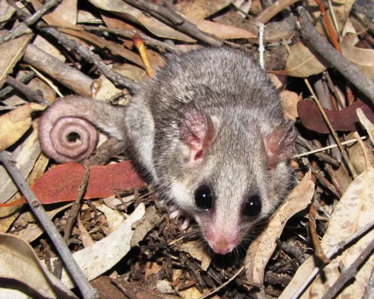 Pilliga Forest: Threatened Eastern Pygmy Possum