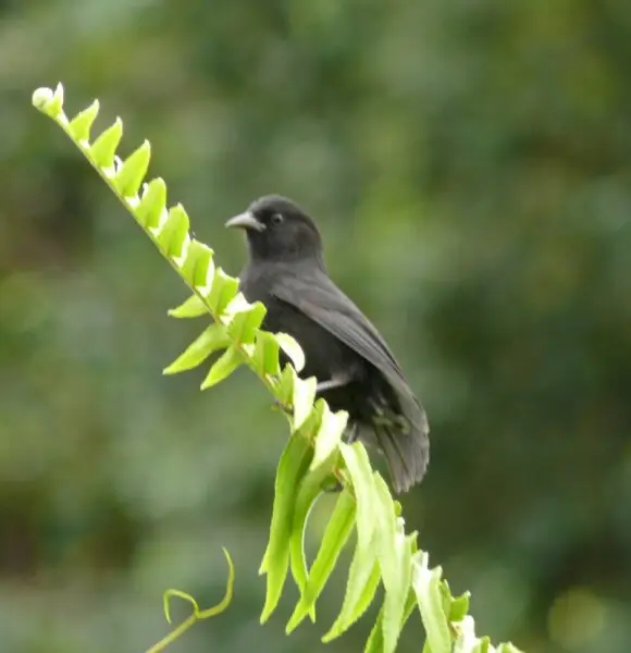 Cocos finch Facts, Diet, Habitat & Pictures on Animalia.bio