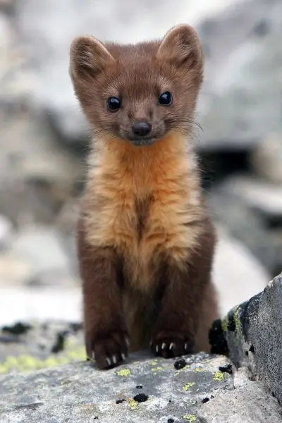Withdrawal Recommendation Troubled Pine Marten - Facts, Diet, Habitat & Pictures on Animalia.bio