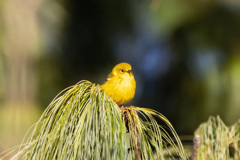 A Pine Warbler in a pine tree, Green Wood Cemetery, New York