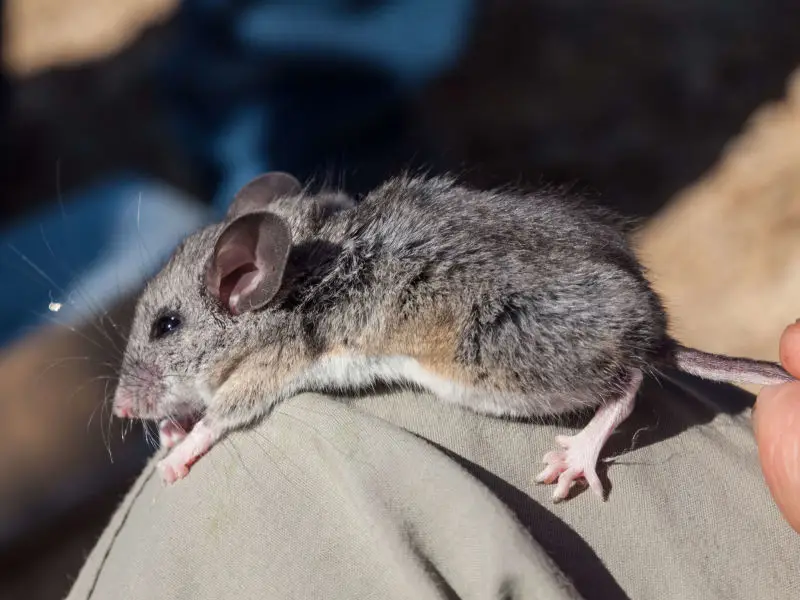 Pinyon Mouse (Peromyscus truei)