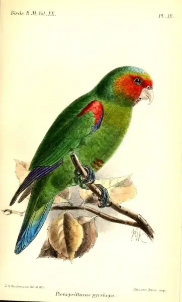 Pionopsittacus pyrrhops = Hapalopsittaca pyrrhops, Red-faced Parrot