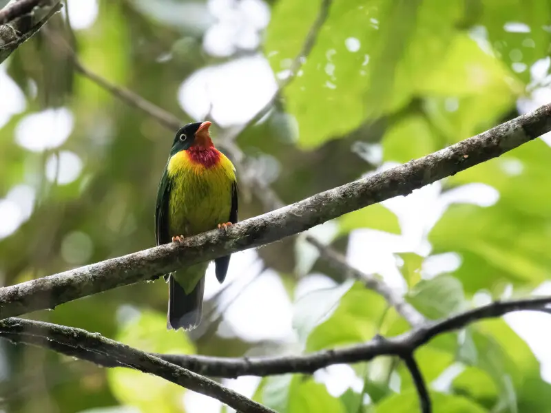 Male Scarlet-breasted Fruiteater from Chinapintza, Zamora-Chinchipe, Ecuador.