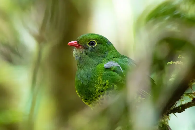 Band-tailed Fruiteater (Pipreola intermedia)
