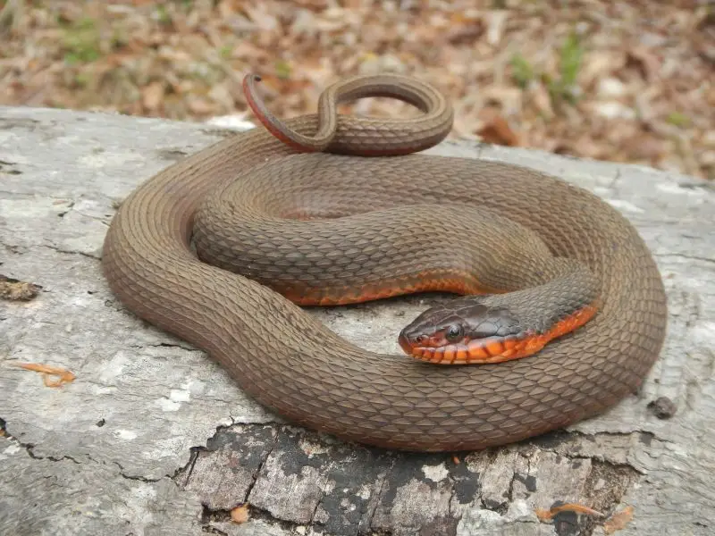 Plain-bellied Water Snake (Photo by Anne Devan-Song)