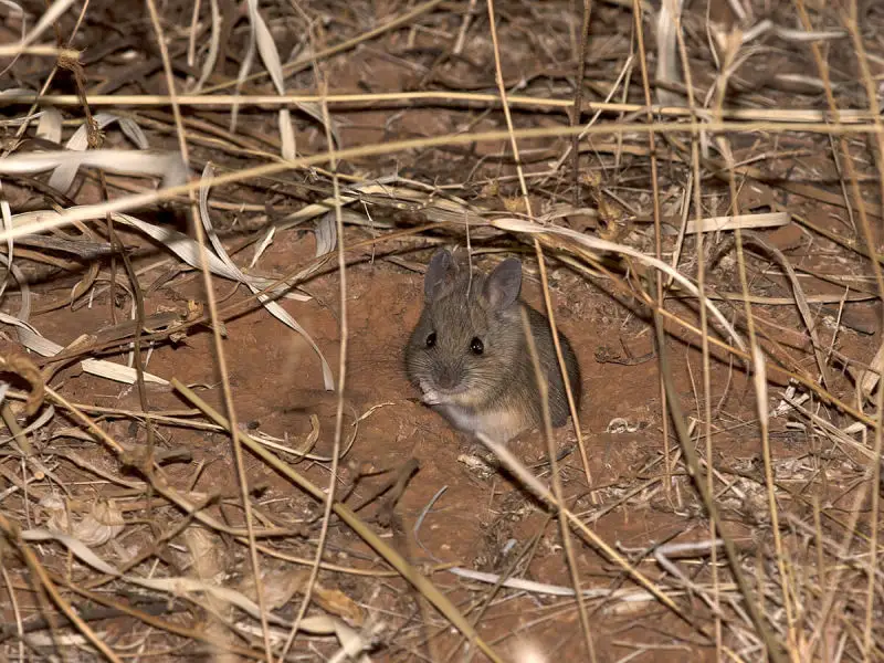 Plains Mouse - Pseudomys australis - Mount Dare, SA