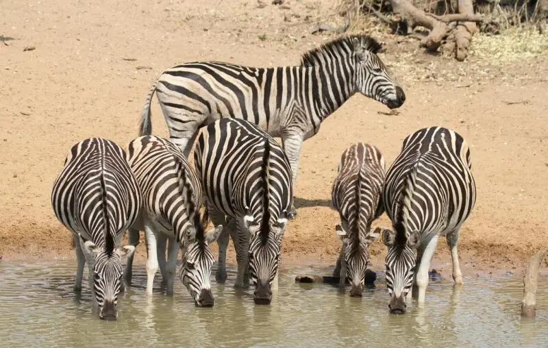 Burchell's zebra Facts, Diet, Habitat & Pictures on Animalia.bio