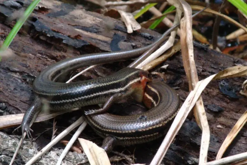 Plestiodon Inexpectatus - факти, дієта, ареал і фотографії на Animalia.bio