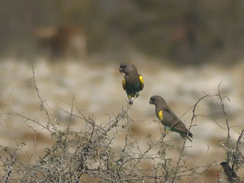 Meyer's Parrots at Kalkheuwel waterhole, Etosha, Namibia