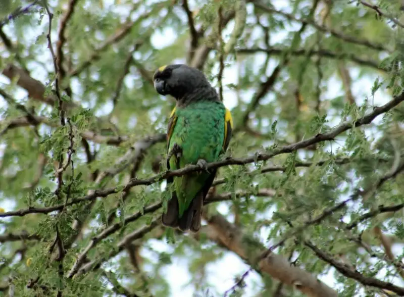 A Meyer's Parrot in Serengeti National Park, Tanzania.