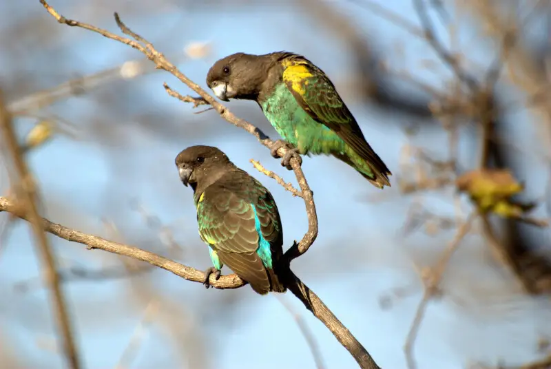 Two Meyer's Parrots in Zimbabwe.