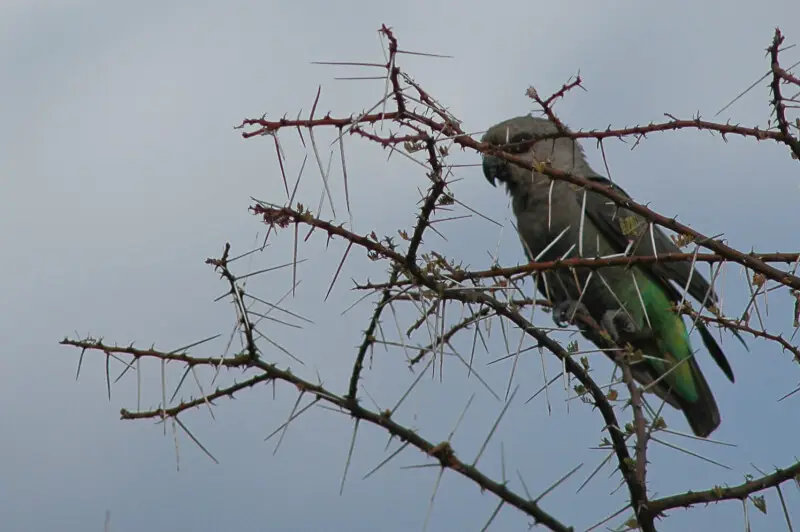 A female Red-bellied Parrot in Samburu District, Kenya.