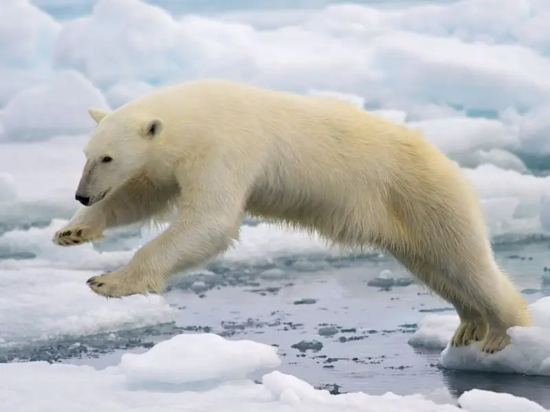 Polar Bears