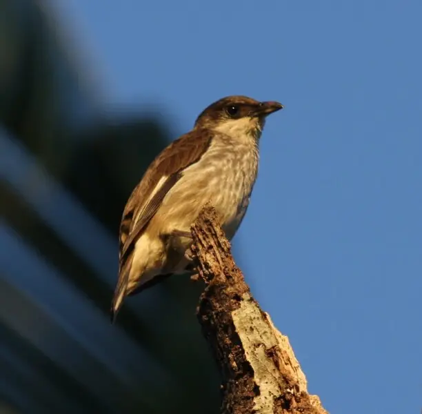 Polynesian Starling (Aplonis tabuensis) Matei, Taveuni, Fiji Isles
