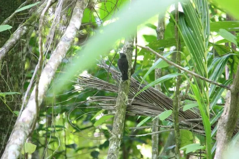 Rarotonga Monarch (Pomarea dimidiata)