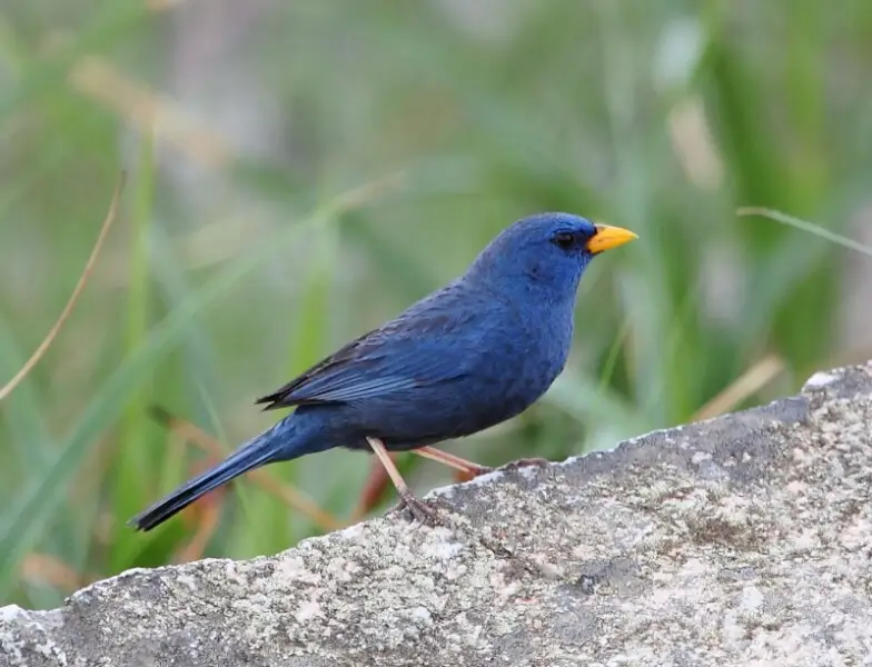 Blue Finch at Serra da Canastra National Park - MG - Brazil