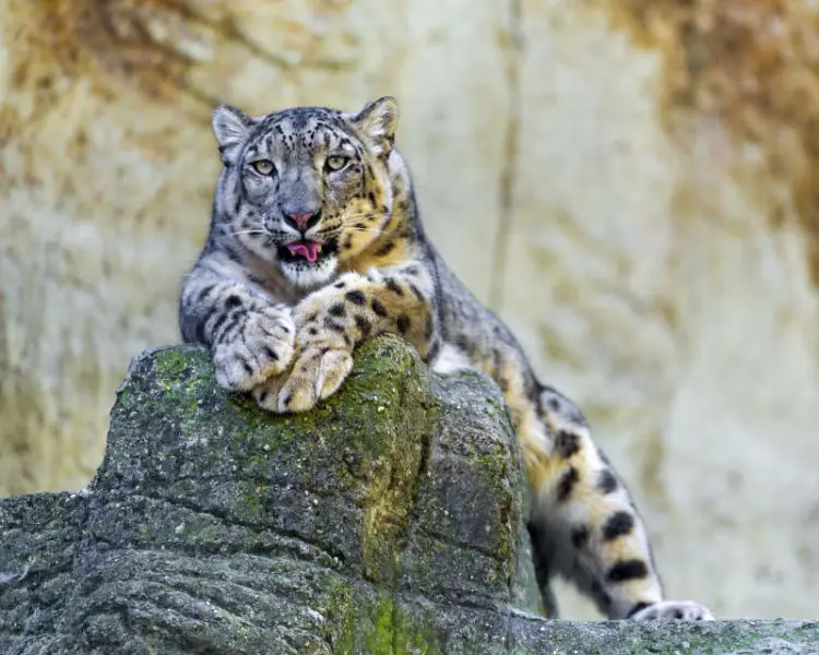 Posing snow leopard mother
