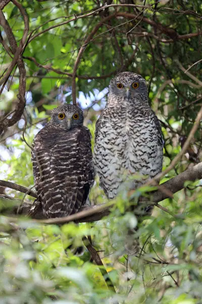 Powerful Owls Roosting - Ninox strenua