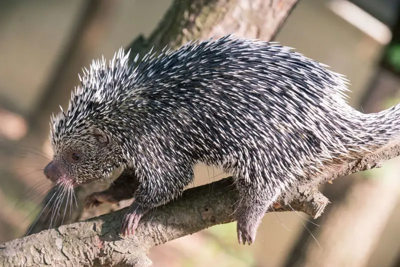 Prehensile Tail Porcupine Scurrying Down a Branch