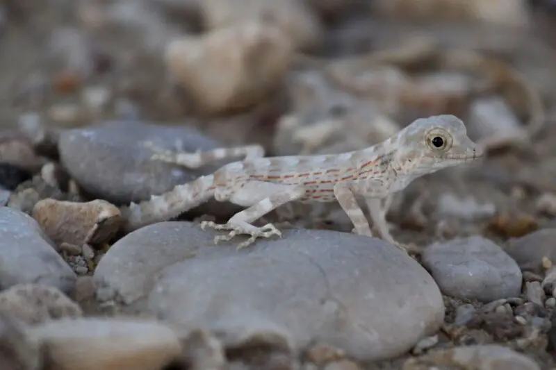 Carter's  Rock Gecko (Pristurus carteri)