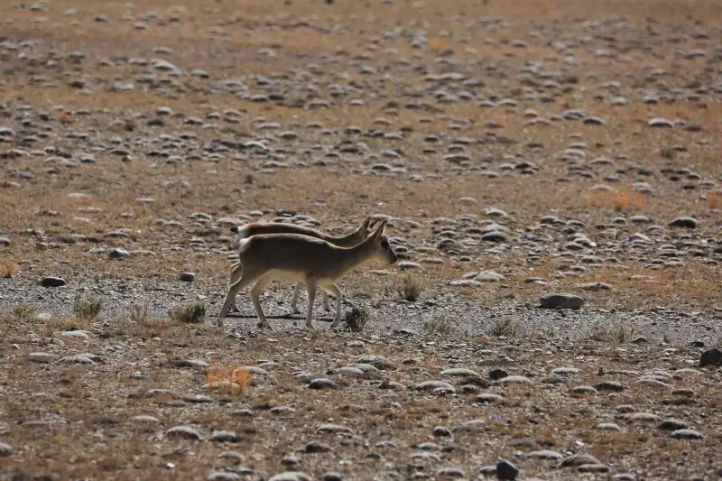 Tibetan Gazelle (Procapra picticaudata)