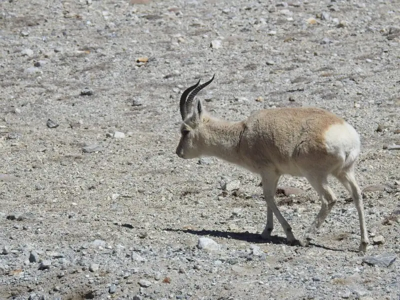 Tibetan Gazelle (Procapra picticaudata)