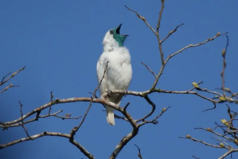 A Bare-throated Bellbird in Paran?, Brazil.