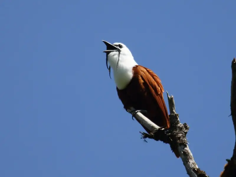 Three-wattled bellbird, Selvatura Sky Walk, Monteverde, Costa Rica