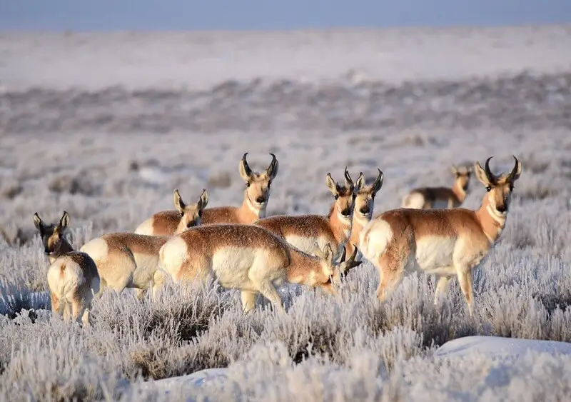 Pronghorn photo