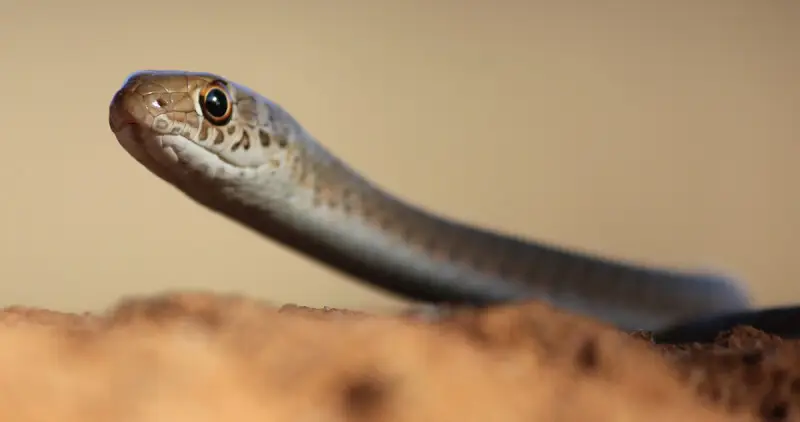 Short-snouted Sand Snake, Psammophis brevirostris, Welgevonden, Limpopo