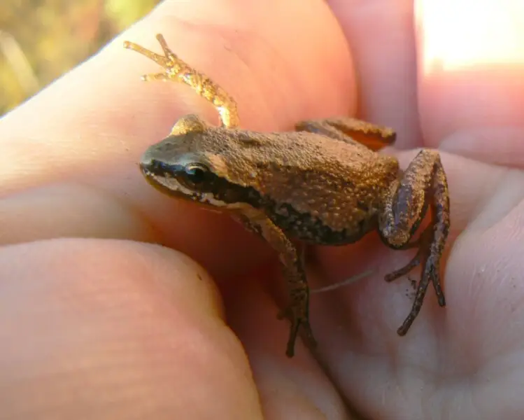 Western chorus frog Facts, Diet, Habitat & Pictures on Animalia.bio