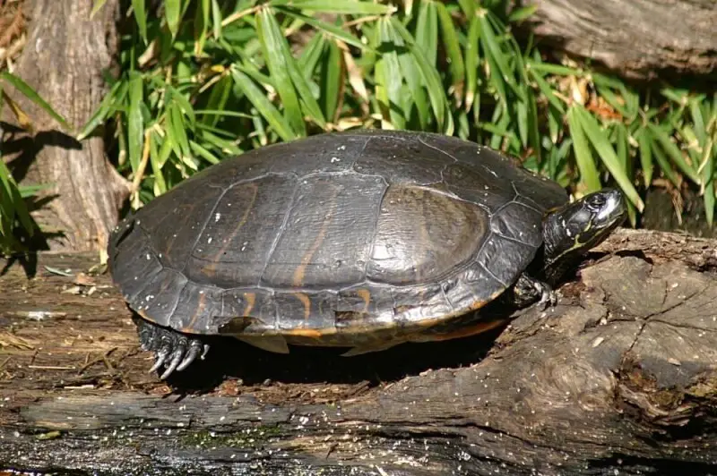 Northern red-bellied cooter - Facts, Diet, Habitat & Pictures on ...