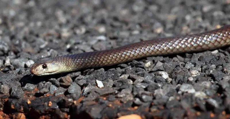 Shield-snouted Brown Snake (Pseudonaja aspidorhyncha), Northern Territory, Australia, Northern Territory, Australia