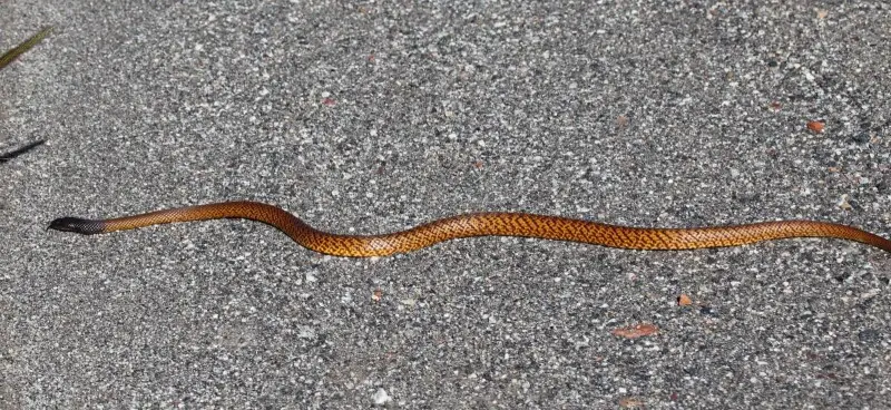 Mengden's Brown Snake (Pseudonaja mengdeni), Northern Territory, Australia