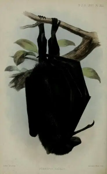 1887 monograph of Pteropus natalis