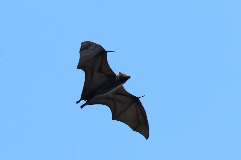 Pelew flying fox - Facts, Diet, Habitat & Pictures on Animalia.bio