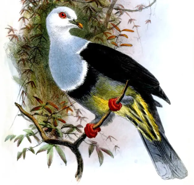 Ptilonopus albocinctus = Ptilinopus cinctus albocinctus