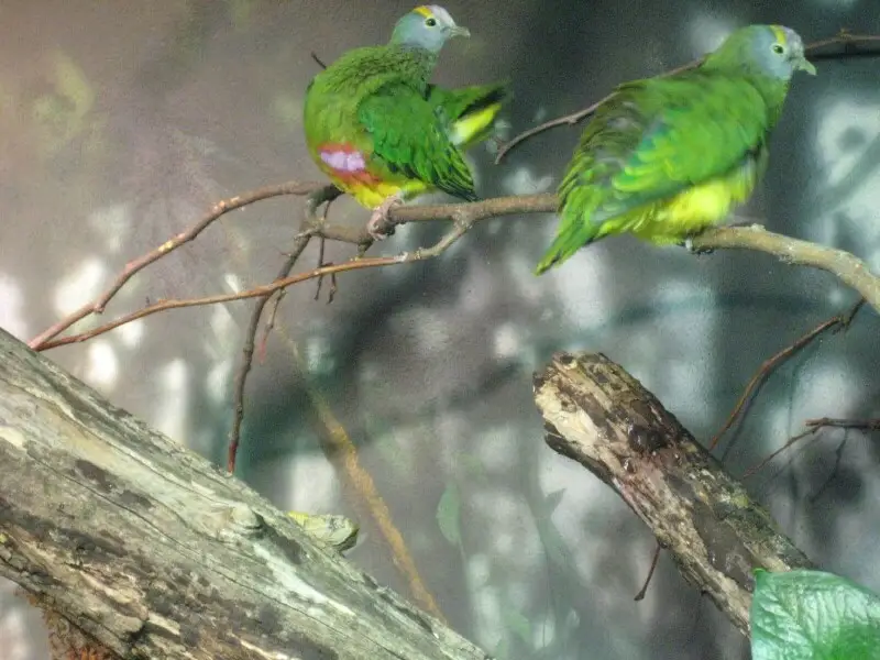 Two Coroneted Fruit-doves (also known as the Lilac Capped Fruit Dove) at Central Park Zoo, USA.