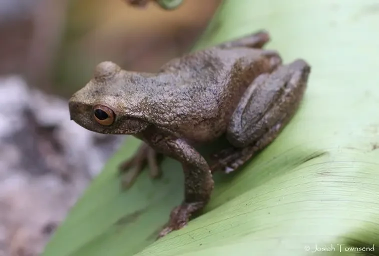 Ceiba stream frog