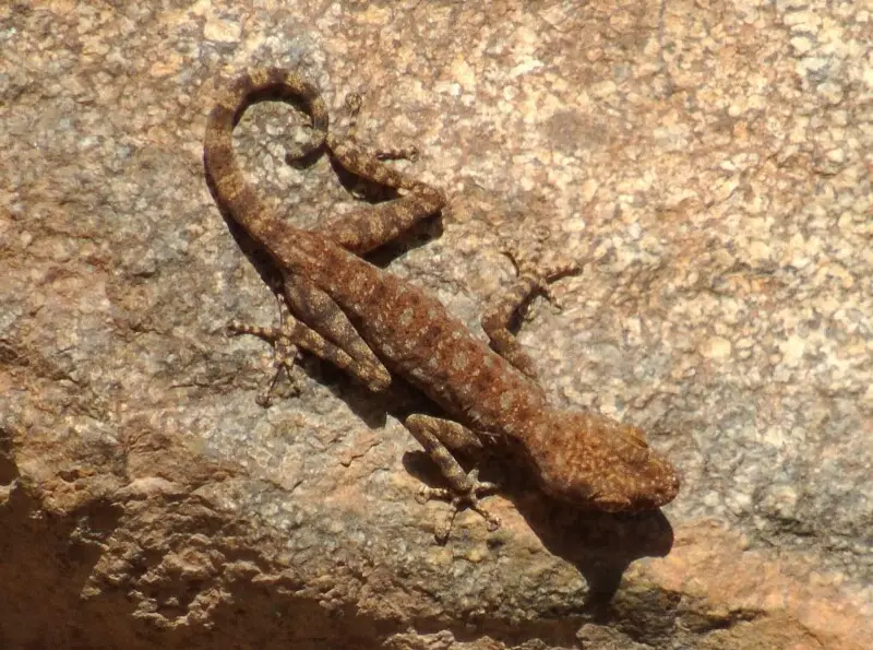 Sinai Fan-fingered Gecko (Ptyodactylus guttatus)