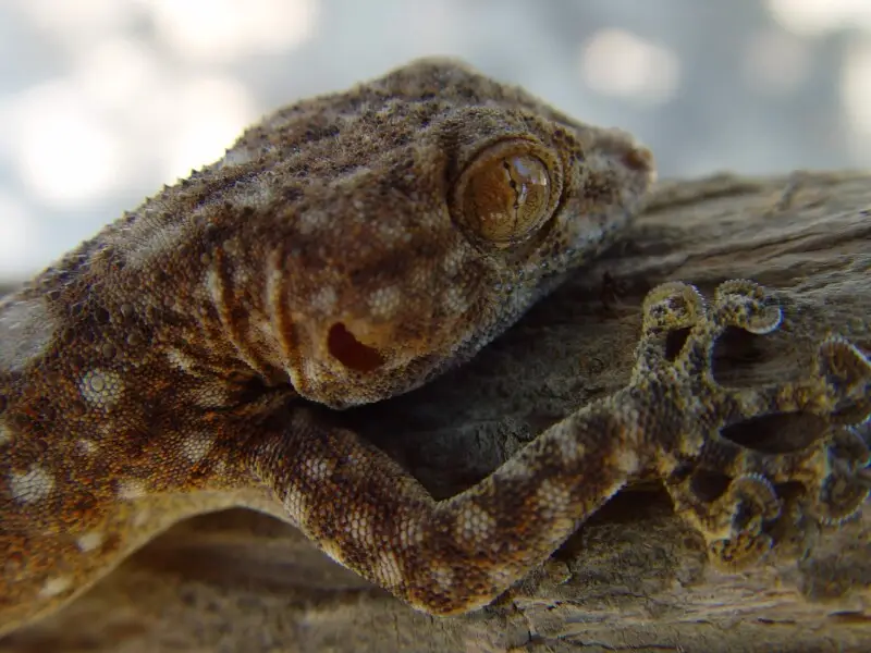 Ptyodactylus hasselquistii Fakten, Ernährung, Lebensraum & Bilder auf