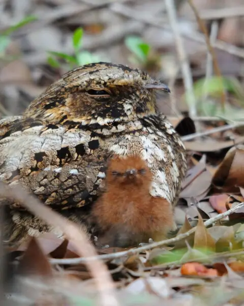 A Puerto Rican nightjar (Caprimulgus noctitherus) with a chick.