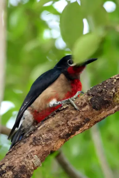 Puerto Rican Woodpecker (Melanerpes portoricensis) near Coamo, Puerto Rico.